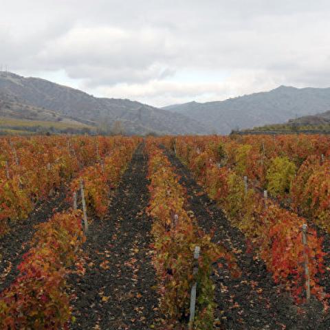В Севастополе побили рекорд по высадке виноградников  