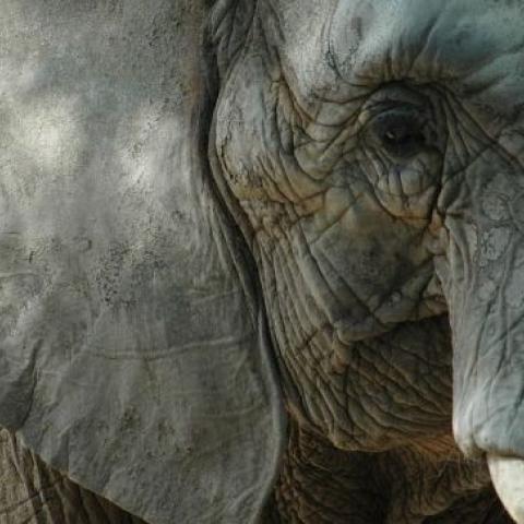 В крымский парк львов приехали слонихи на почетную пенсию  